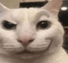 a close up of a white cat 's face with a smirk on its face .