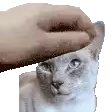 a person is petting a cat 's head .