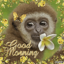 a monkey with a flower in its mouth and the words good morning