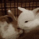 two rabbits are standing next to each other in a cage and licking each other .