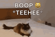 Boop Cats GIF - Boop Cats GIFs