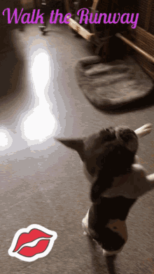 Frenchie Love GIF - Frenchie Love Wakeup GIFs