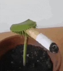 a green bug is sitting on top of a cigarette in an ashtray .