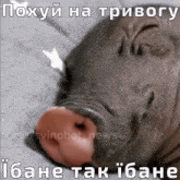 a picture of a pig with a foreign language caption