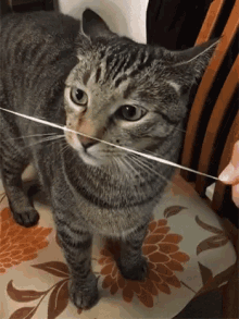 Cat Floss GIF - Cat Floss Funny Pet Videos GIFs