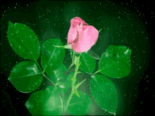 роза GIF