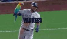 Parrot Walk Yankees GIF - Parrot Walk Yankees Running GIFs