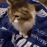 a cat is sitting on a blue blanket .