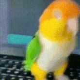 a blurred image of a colorful parrot on a keyboard