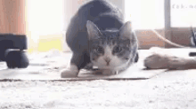 Shaq Cat GIF - Shaq Cat Lol GIFs
