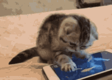 Funny Animals GIF - Funny Animals Cats GIFs