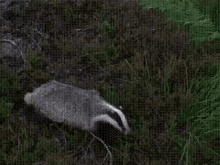 Fun Animal GIF - Fun Animal Badger GIFs