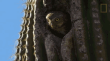 Good Morning Owls Have Superior Senses GIF - Good Morning Owls Have Superior Senses Eye Blink GIFs
