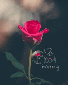 a red rose with the words good morning on it