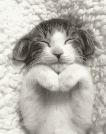 Uyuyan Kedi GIF
