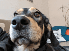 a close up of a dog 's nose with a blurred background