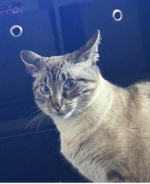 a close up of a cat looking at the camera with a blue background