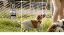 Dog Ball GIF - Dog Ball Fetch GIFs