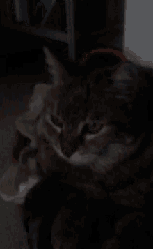 a close up of a cat 's face with a red headband on