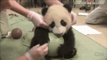 Is Mine, Plz GIF - Pandas Cubs Babies GIFs