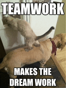 Team Work Makes The Dream Work Funny GIF - Team Work Makes The Dream Work Funny Cat GIFs