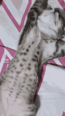 a cat is laying on its back on a bed with a pink and white striped blanket .