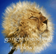 a picture of a lion with a dandelion on its head with the words go right ahead twin just blow me