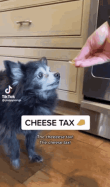 Cheese Tax GIF - Cheese Tax GIFs