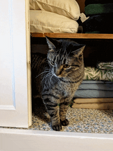 a cat is standing in a closet with sheets and pillows on the shelf