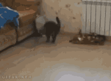 Cat Walking GIF - Cat Walking Cat Walk GIFs