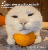 a white cat is holding an orange in its mouth with a caption that says tiktoknje zabieraci mi japuszka