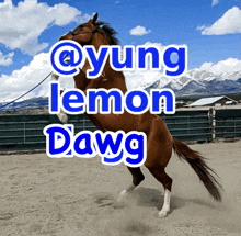 a picture of a brown horse with the words @yung lemon dawg above it