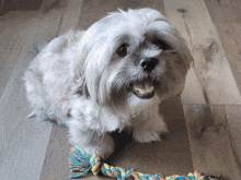a small white dog laying on a wooden floor