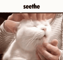 seethe cope cat massage cat massage