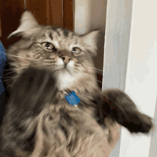 Cat Hold GIF - Cat Hold Fun GIFs