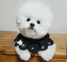 Fluffy Dog GIF - Fluffy Dog Cute GIFs