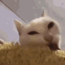 Cat Eating Corn GIF