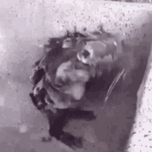 Rat Taking A Shower Shower Time GIF