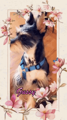 Puppy Gussy GIF - Puppy Gussy Dog GIFs
