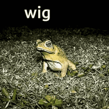Wig Frog Wig GIF - Wig Frog Wig Frog GIFs