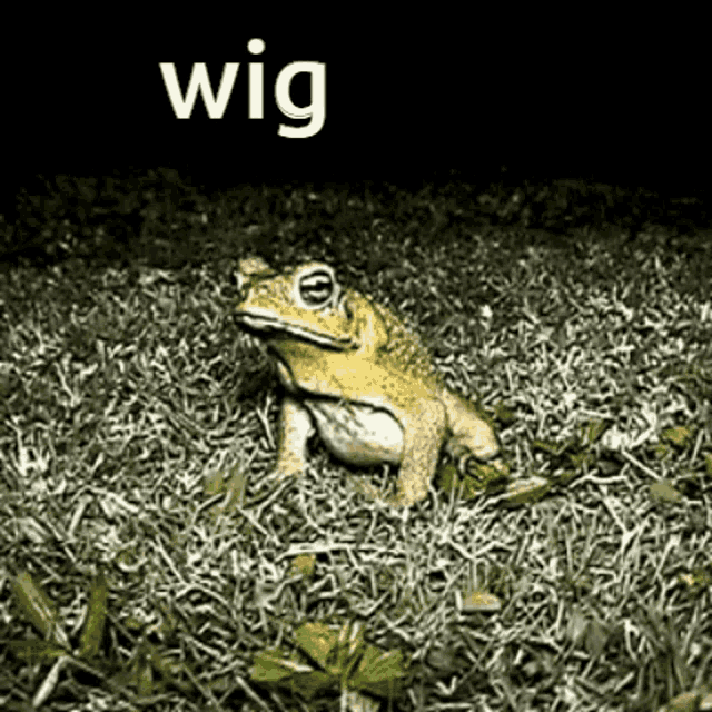 Wig Frog Wig GIF Wig Frog Wig Frog Discover Share GIFs