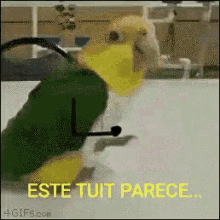 Parrot Bird GIF - Parrot Bird Dance GIFs