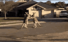 australia kangaroos fighting kicking