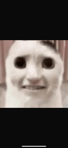 a close up of a cat 's face with big eyes and a funny face .