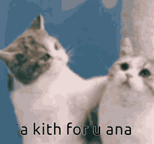 Kitty Kitten GIF - Kitty Kitten Kith GIFs