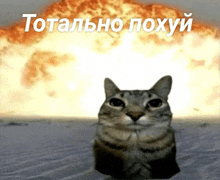 a cat sitting in front of an explosion with the words totalno poxyy written on the bottom