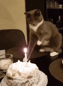 Birthday Cake Happy Birthday GIF - Birthday Cake Happy Birthday Birthday Cat GIFs
