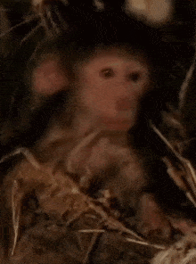 Monkey Looks Down Monkey Accepts Death GIF
