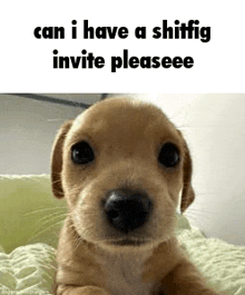Shitfig Shit Fig Meme