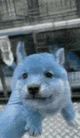 Blue Soge Blue Dog GIF - Blue Soge Blue Dog Blue GIFs